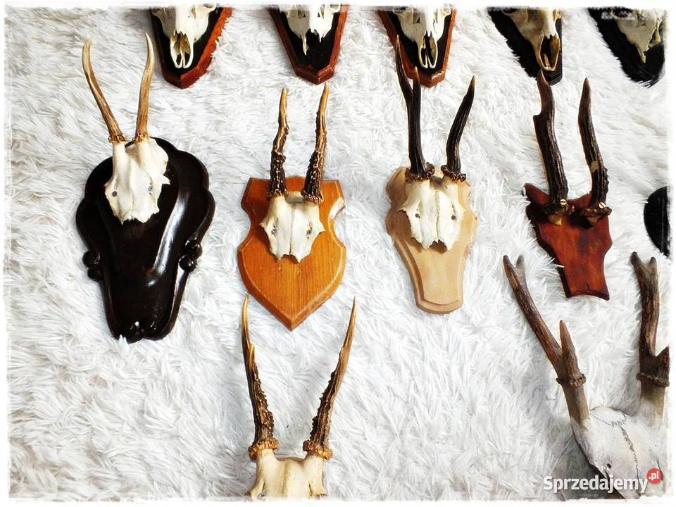 Kolekcja poroże 12 Parostki jelenia z czaszką na lubuskie Żary