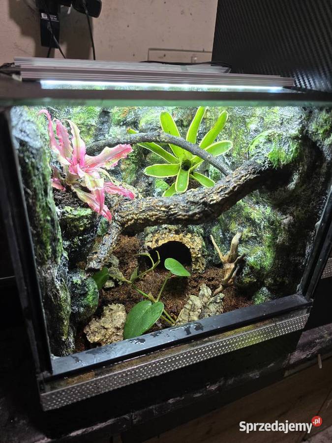 Terrarium tropikalne 25x25x25 ptasznika w Ostrów Wielkopolski