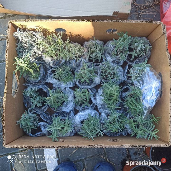 Lawenda lawendula angustifolia sadzonka mazowieckie Korczew