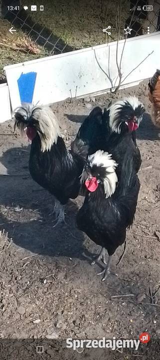 Sprzedam białoczub holenderski Sarnów