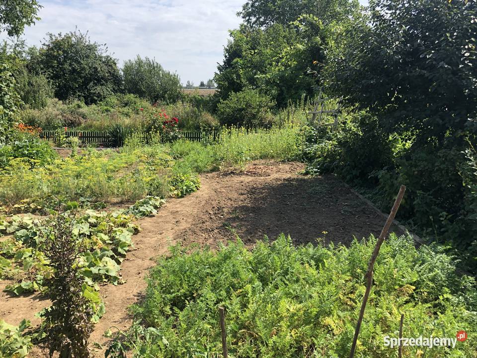 Odstapie ogródek ROD w Nowym Dworze Gdańskim pomorskie Nowy Dwór Gdański