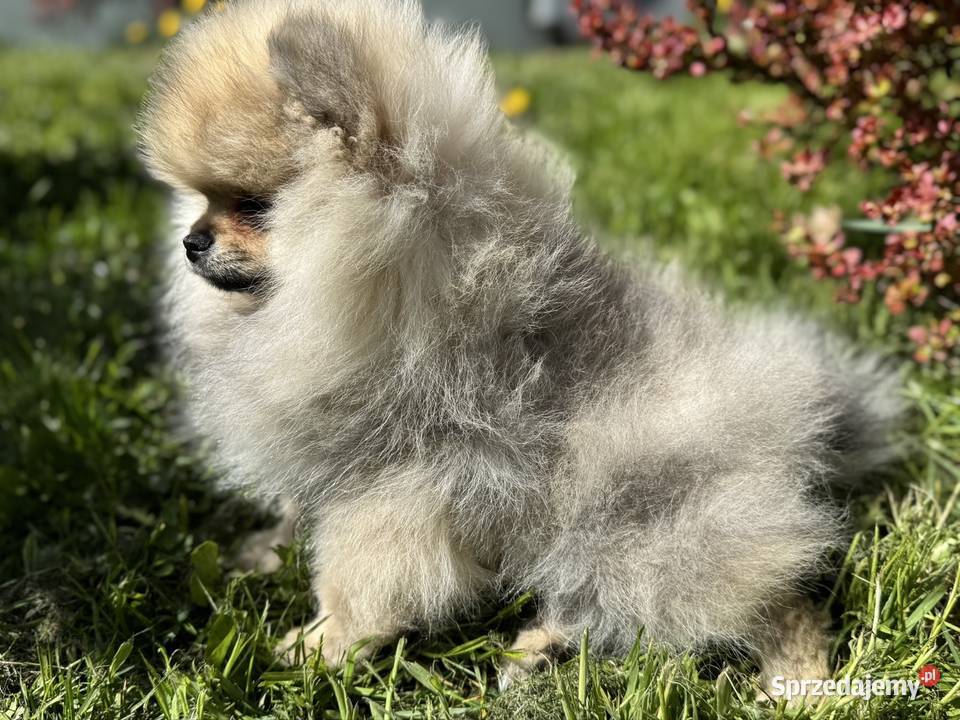Szpic minaturowy Pomeranian Boo Szpic miniaturowy sprzedam