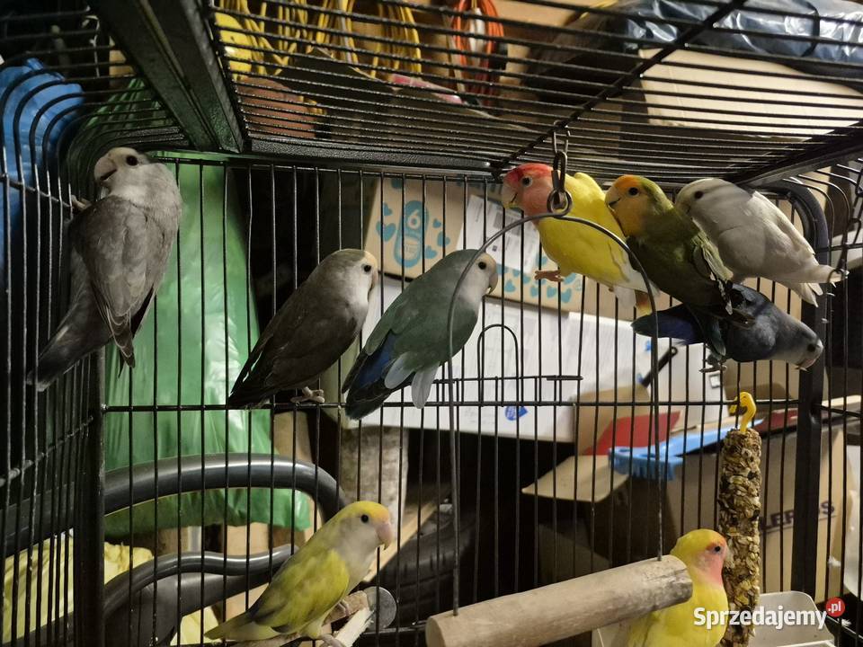 Papugi nierozlaczki czerwonoczelne Ozimek