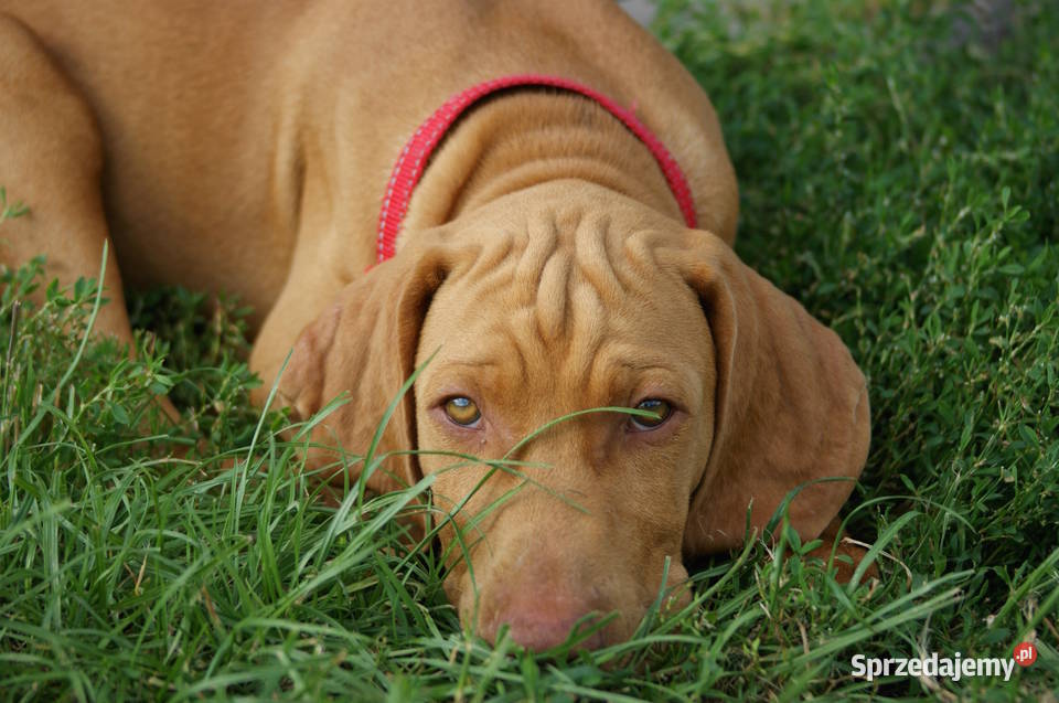 Wyżeł węgierski krótkowłosy hodowla z Bagiennych Hola sprzedam