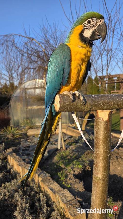 Ara Ararauna Samica ręcznie karmiona Ornontowice