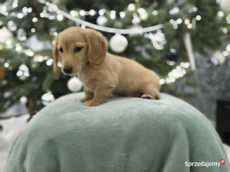 Jammik długowłosy miniaturowy kremowy Dackel łódzkie Żabików