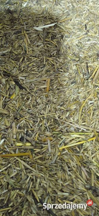 Trawa życica wielokwiatowa odmiana turtetra Trawy, słoma