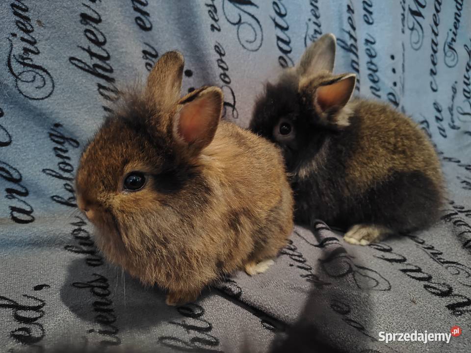 Królik miniaturka Lewek baranek długowłosy