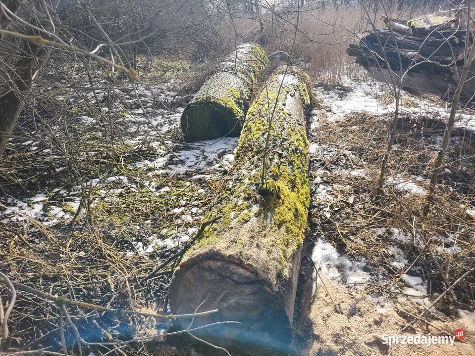 Topola kłody Radziemice