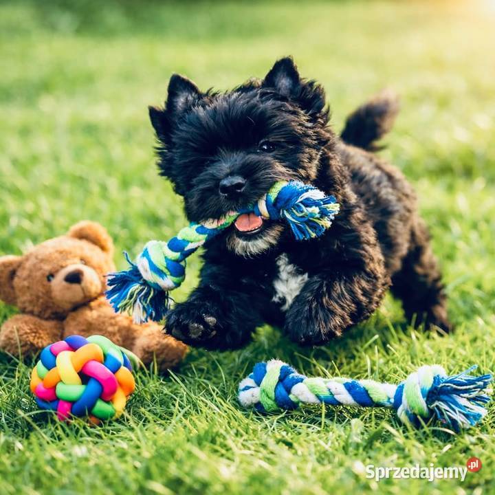Czarny York Black Yorkshire Terrier. Hodowla z Bajki. Elita.