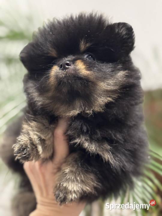 Pomernian dziewczynka black tan FCI Radom