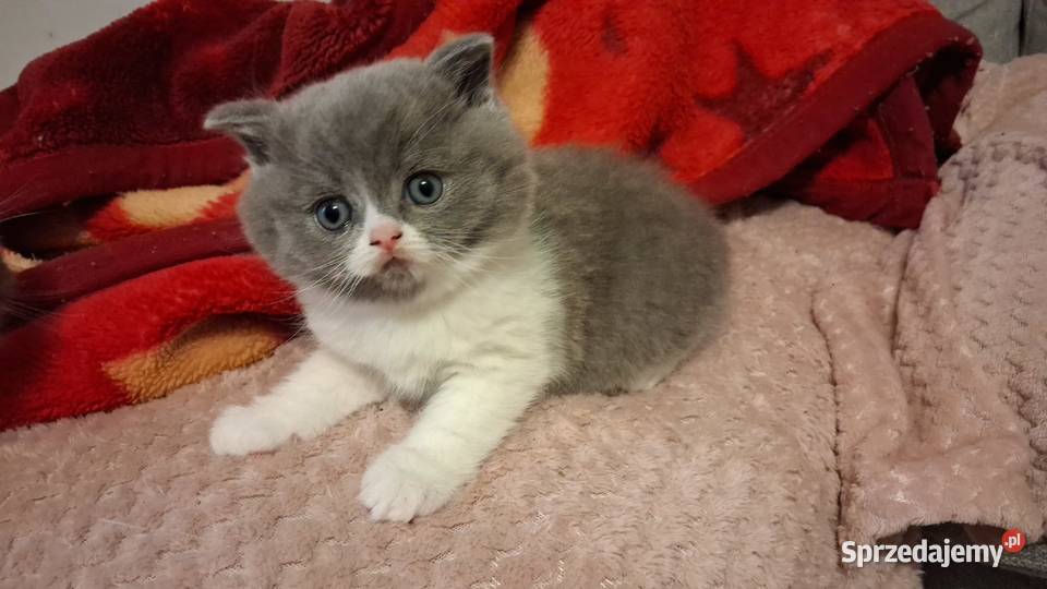 Kotek brytyjski tanio