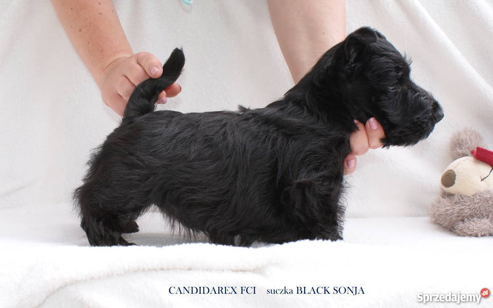 Terier Szkocki Scottish Terrier Championie FCI Chotomów sprzedam