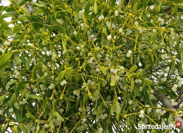 Jemioła HURT DETAL Brzeg