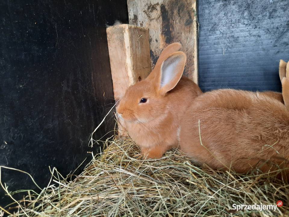 Sprzedam króliki wiedeńskie czerwone Gryzonie Żelisławice sprzedam