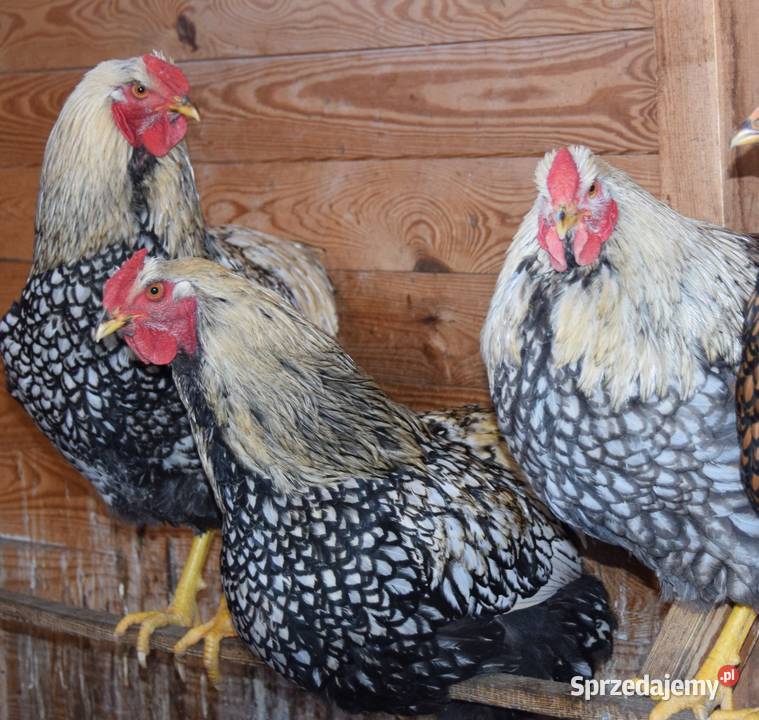 Koguty Wyandotte Ptaki mazowieckie sprzedam