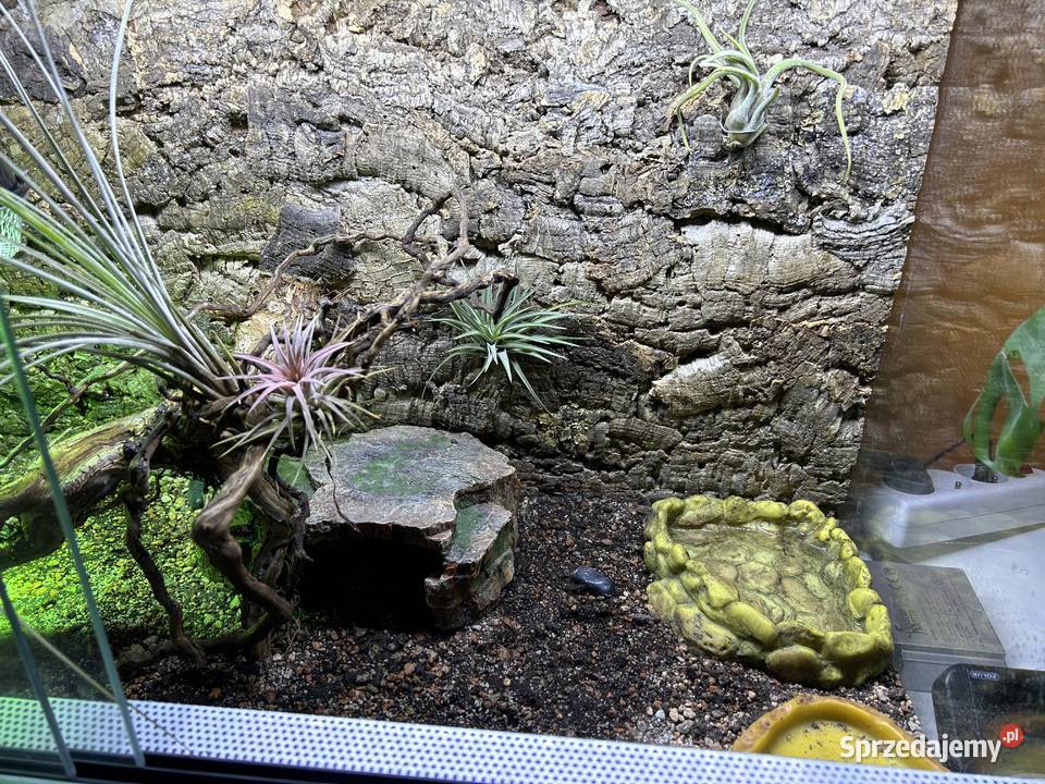 TERRARIUM ŻÓŁWIA AGAMY Sobótka