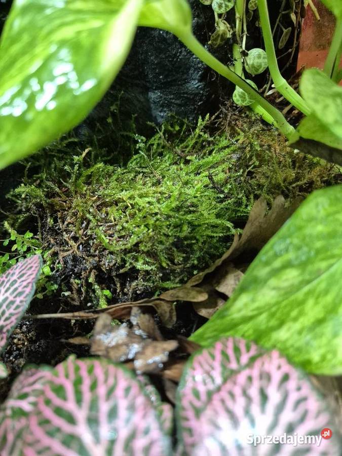 Terrarium Tropikalne 40x40x60 Oświęcim