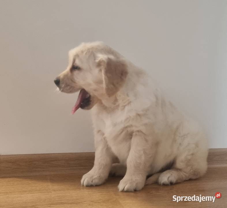SUPER ostatnie PIESKI GOLDEN RETRIEVER śląskie