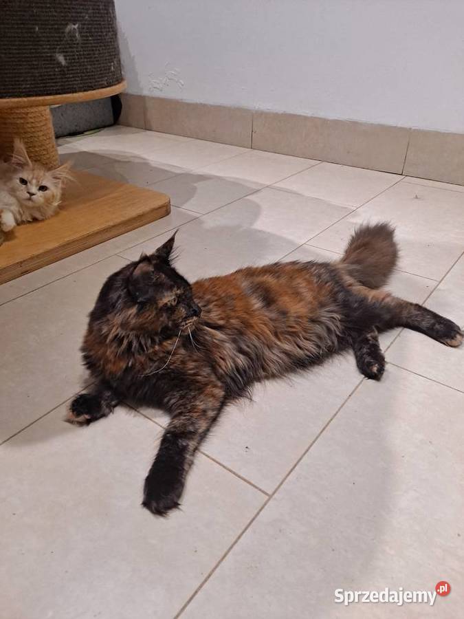 Śliczna koteczka Maine Coon szuka domu