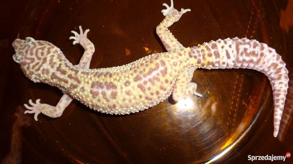 Gekon Lamparci Pozostałe