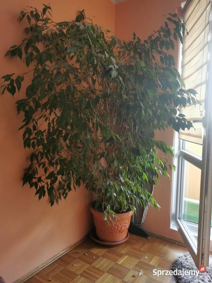 Sprzedam FIkus Benjamin 18m ODBIÓR OSOBISTY Wrocław