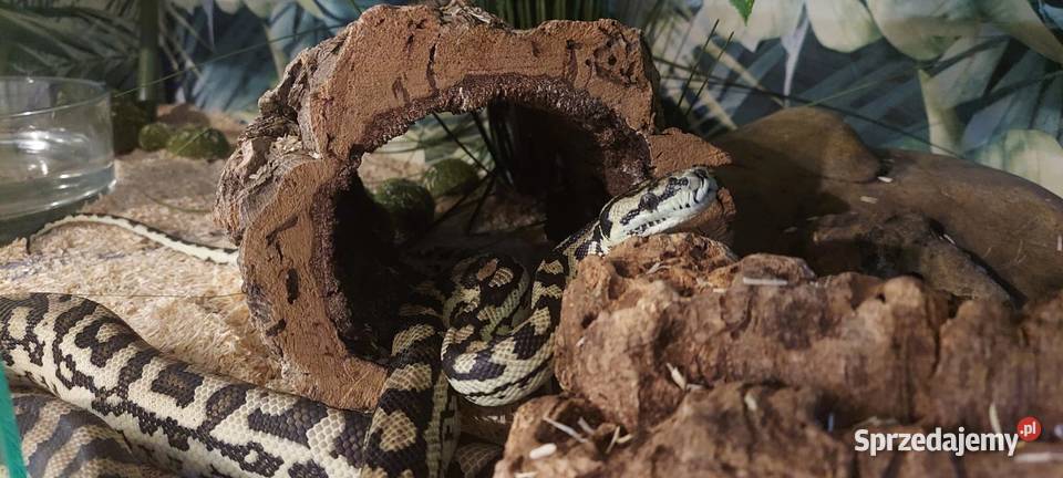 Morelowa Spilota Tychy