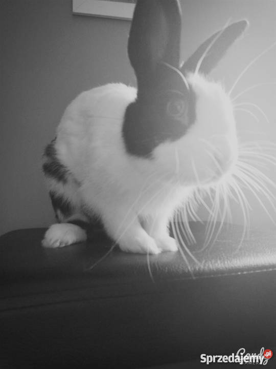 Królik miniaturka całe wyposażenie Pelplin sprzedam