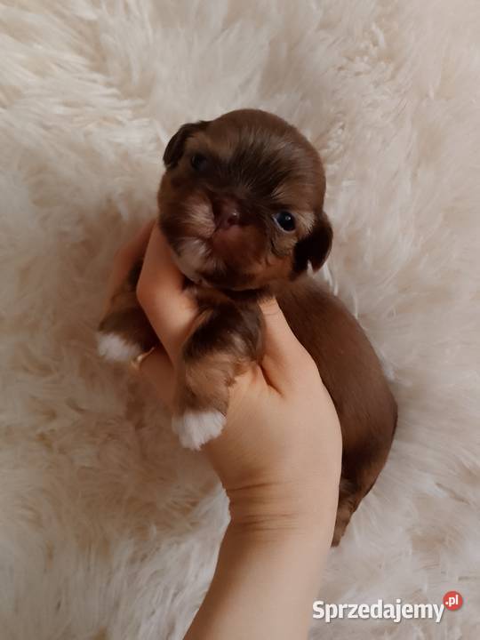 Piękna czekoladowo złota suczka ShihTzu szuka opolskie Namysłów sprzedam