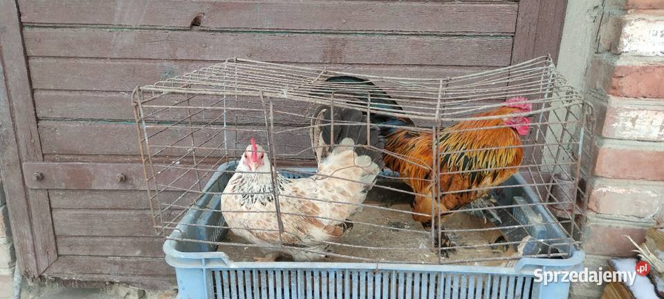 Kury liliputki Tokarówka