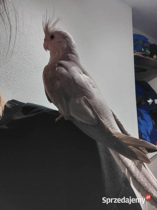 Nimfa oswojona samica śląskie Cieszyn