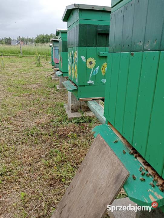Odkłady pszczele rodziny matki ramka podkarpackie