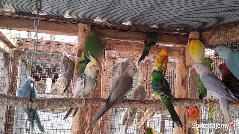 Papugi rozelle aleksandretty Wola Mikorska