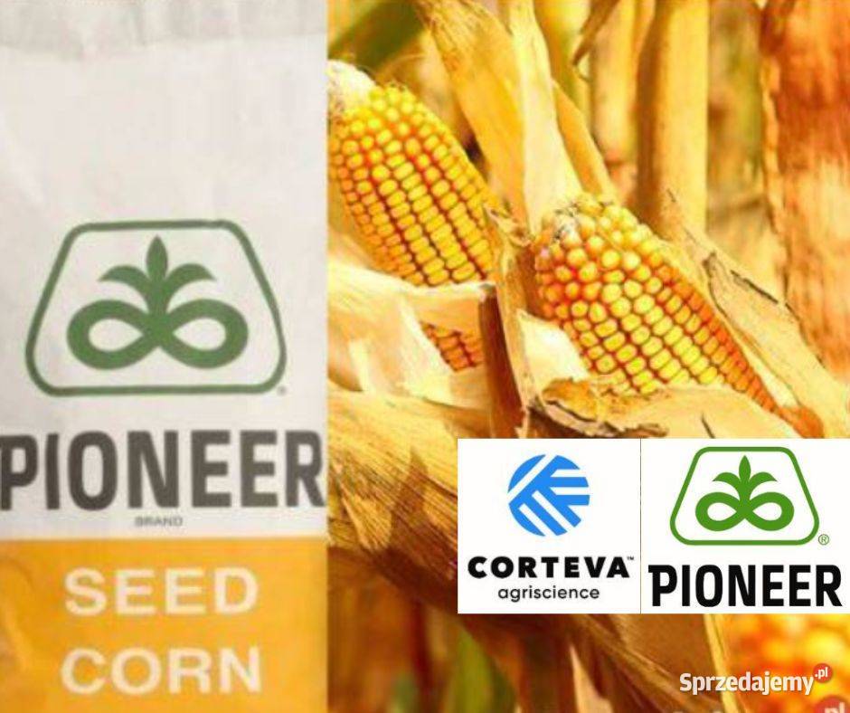 Nasiona kukurydzy Pioneer P9002 na kiszonkę fao Mogilno