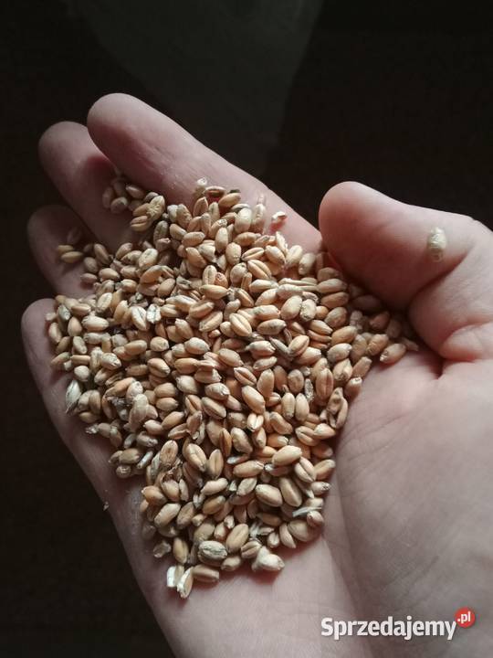 Sprzedam zboża z 2023 roku
