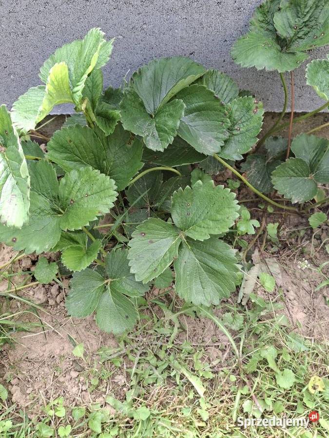 Truskawka rumba roksana werdi hanoye świętokrzyskie