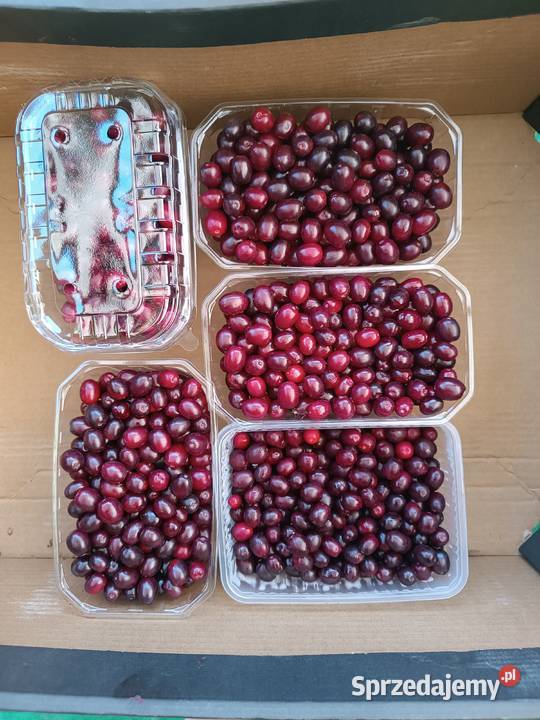 Dereń jadalny owoce derenia Stryjów