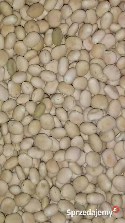 Sprzedam łubin gorzki wąskolistny Jasło