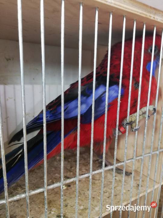 Sprzedam samca rozeli królewskiej Nowy Sącz