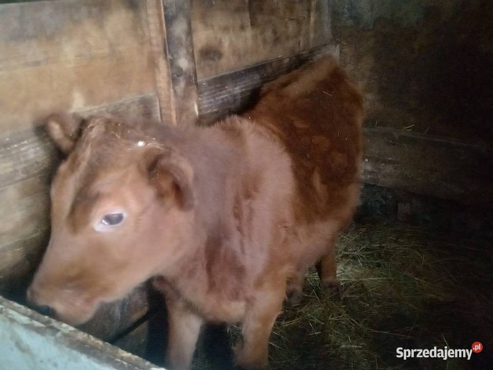 Sprzedam odchowaną jałówkę Kąclowa