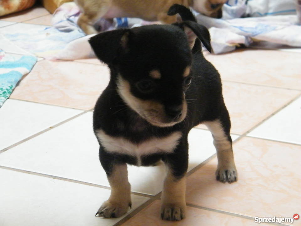 Szczenięta chihuahua krótkowłose