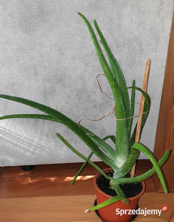 Duży aloes wysokość 49 Warszawa sprzedam