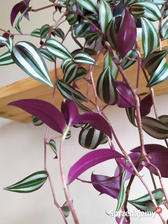 Trzykrotka roślina doniczkowa wisząca zachodniopomorskie Koszalin