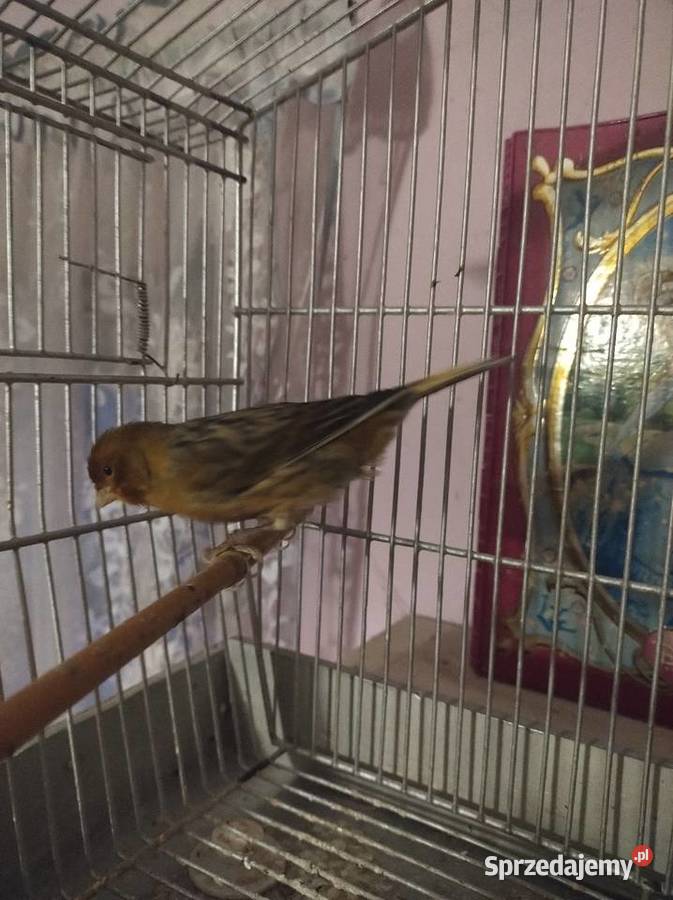 Kanarek kujawsko-pomorskie Ługowiska