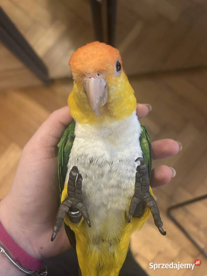 Barwinka białobrzucha Zwierzęta wielkopolskie Poznań