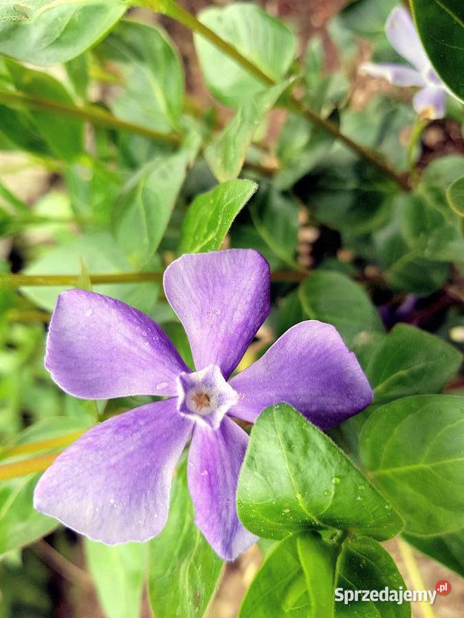 Barwinek pospolity Duże sadzonki lubelskie Lublin