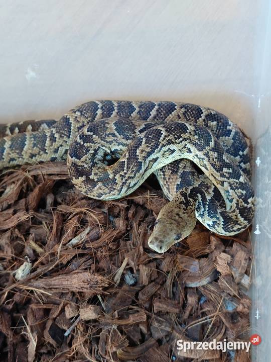 Parka boa kubańskich śląskie Radzionków