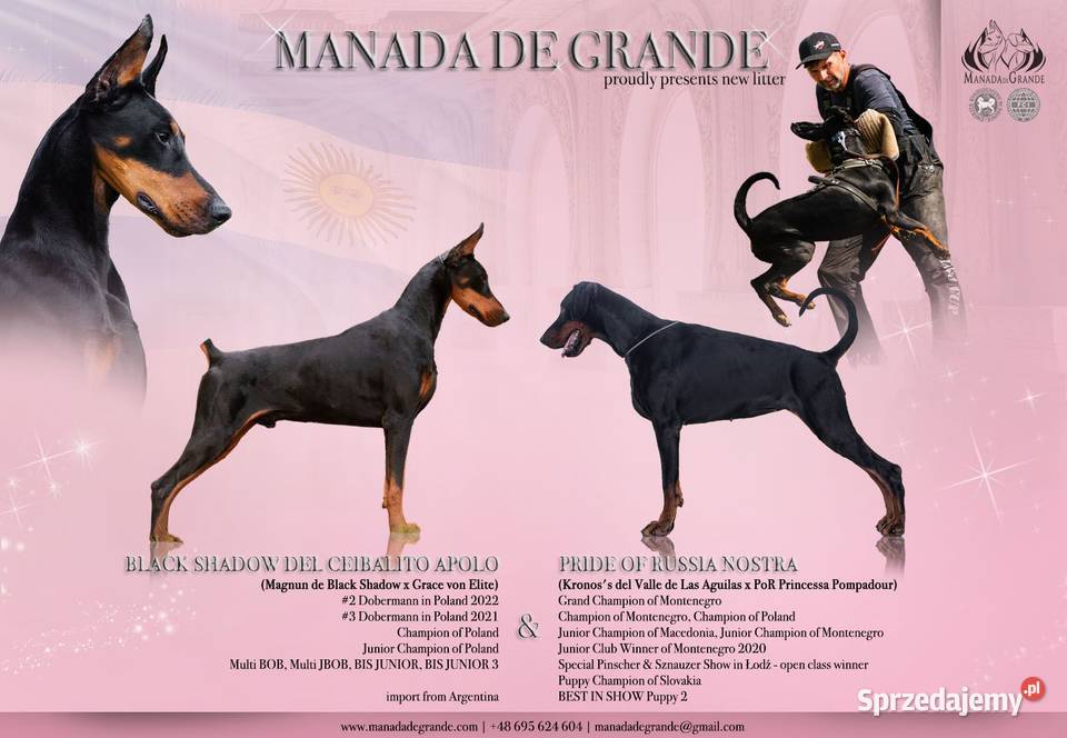 Doberman linia amerykańska suczka ZKwPFCI Gorzów Wielkopolski