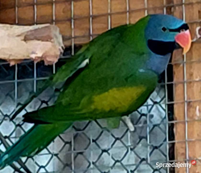 Papugi aleksandrett chinska Murzynowo Leśne sprzedam