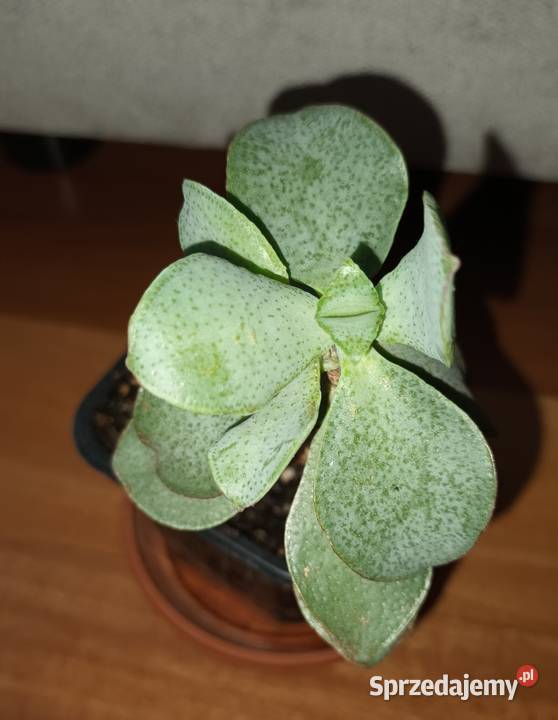 Crassula Arborescens Crassula undulatifolia Blue Warszawa sprzedam